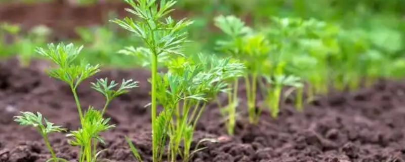 胡萝卜苗后除草剂选择哪种，适合喷施精喹禾灵、高效氟吡甲禾灵