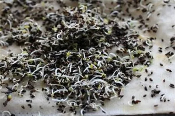 胡萝卜苗后除草剂选择哪种，适合喷施精喹禾灵、高效氟吡甲禾灵