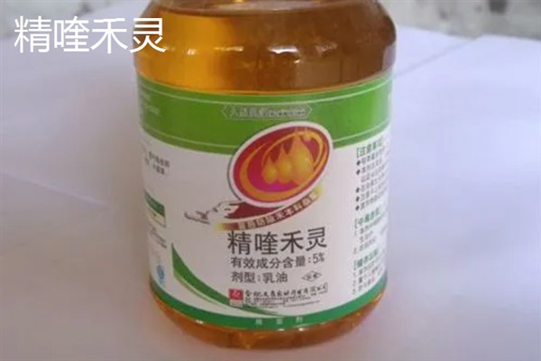 胡萝卜苗后除草剂选择哪种，适合喷施精喹禾灵、高效氟吡甲禾灵