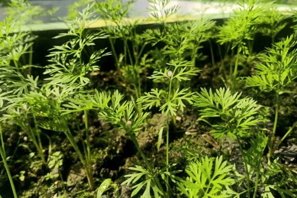 胡萝卜苗后除草剂选择哪种，适合喷施精喹禾灵、高效氟吡甲禾灵
