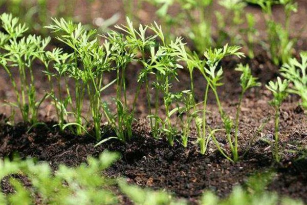 胡萝卜苗后除草剂选择哪种，适合喷施精喹禾灵、高效氟吡甲禾灵