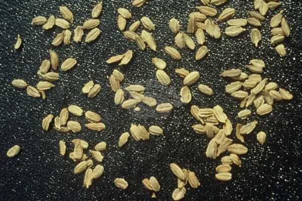 胡萝卜苗后除草剂选择哪种，适合喷施精喹禾灵、高效氟吡甲禾灵