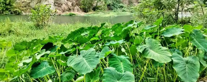 水芋的品种，常见的有白梗水芋、红梗水芋等