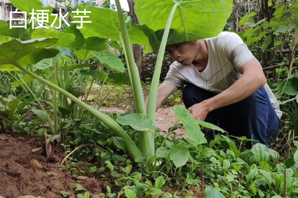水芋的品种，常见的有白梗水芋、红梗水芋等