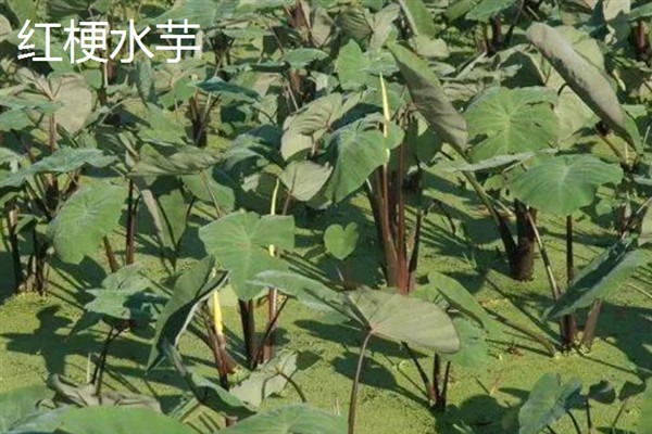 水芋的品种，常见的有白梗水芋、红梗水芋等