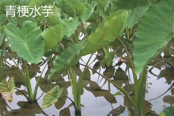 水芋的品种，常见的有白梗水芋、红梗水芋等