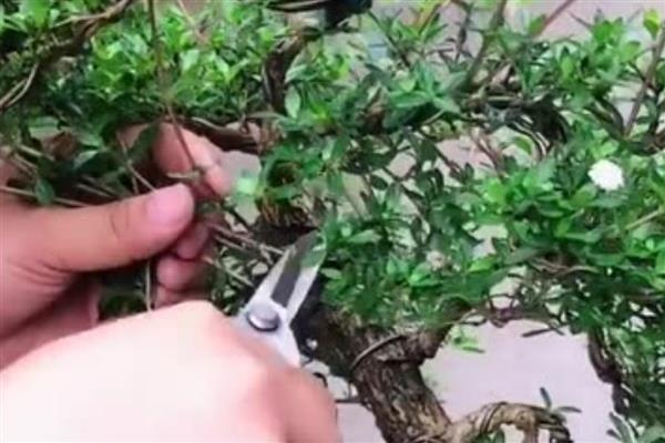 六月雪徒长怎么解决，就要及时进行修剪