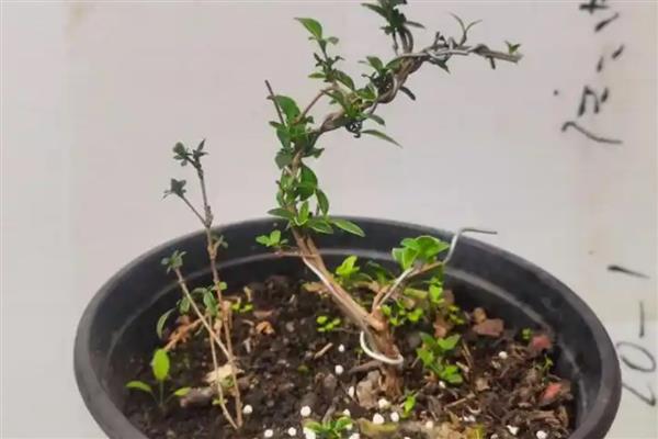 六月雪徒长怎么解决，就要及时进行修剪