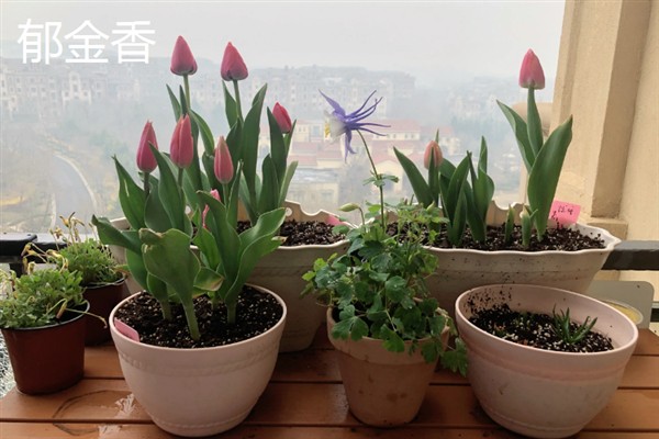 有什么抗寒抗冻的盆栽植物，常见郁金香、蕙兰、风信子等品种
