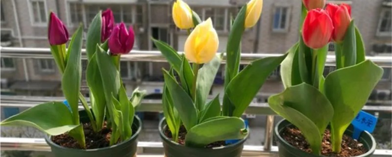 有什么抗寒抗冻的盆栽植物，常见郁金香、蕙兰、风信子等品种