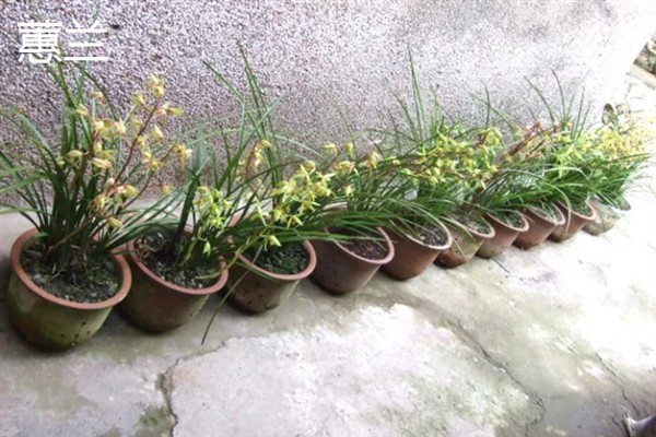有什么抗寒抗冻的盆栽植物，常见郁金香、蕙兰、风信子等品种