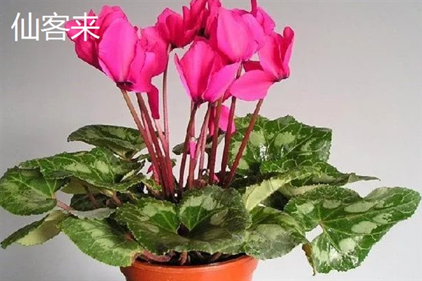 有什么抗寒抗冻的盆栽植物，常见郁金香、蕙兰、风信子等品种