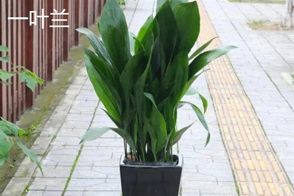 有什么抗寒抗冻的盆栽植物，常见郁金香、蕙兰、风信子等品种