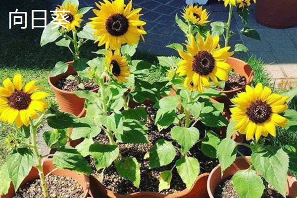 有什么抗寒抗冻的盆栽植物，常见郁金香、蕙兰、风信子等品种