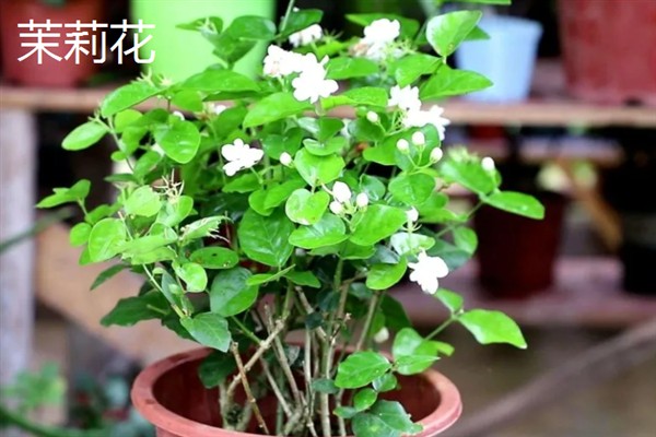 有什么抗寒抗冻的盆栽植物，常见郁金香、蕙兰、风信子等品种