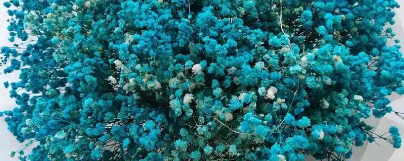 蓝色满天星的花语，寓意梦幻、憧憬等