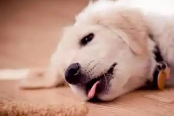 狗狗哮喘的症状，常表现为呼吸窘迫