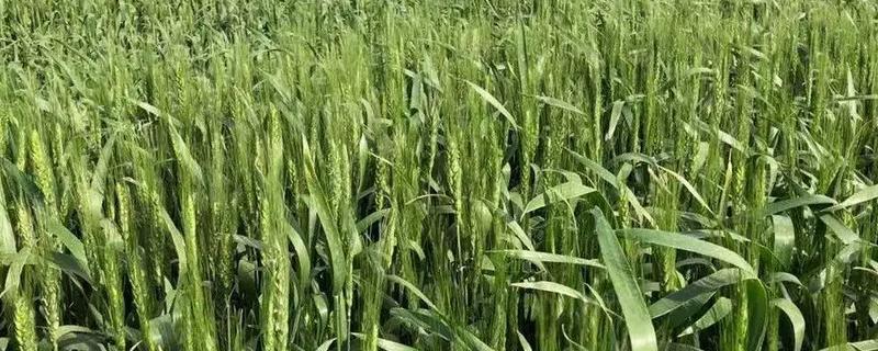 哪里适合种植春小麦，主要种在长城以北的地区
