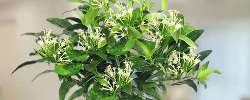 夜来香有没有毒，毒性主要存在于茎叶中