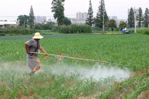 乙草胺对玉米苗是否有害，使用不当会引发心叶卷曲、生长受阻等情况