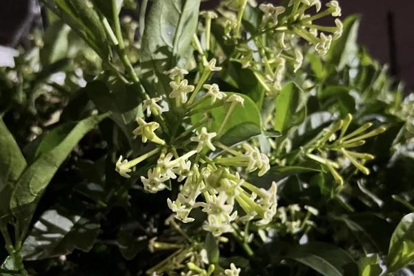 夜来香有没有毒，毒性主要存在于茎叶中