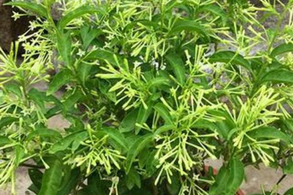 夜来香有没有毒，毒性主要存在于茎叶中