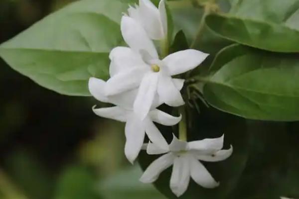 夜来香有没有毒，毒性主要存在于茎叶中