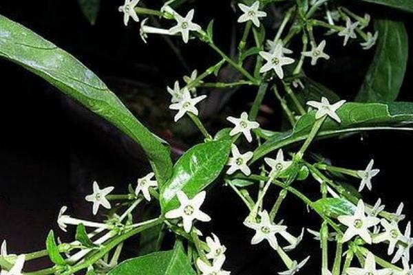 夜来香有没有毒，毒性主要存在于茎叶中