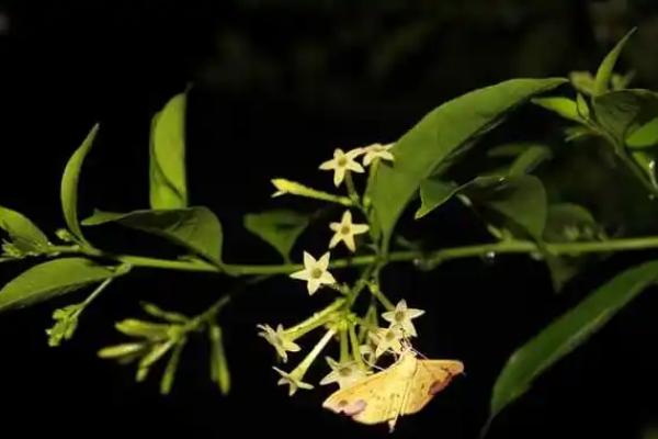 夜来香有没有毒，毒性主要存在于茎叶中