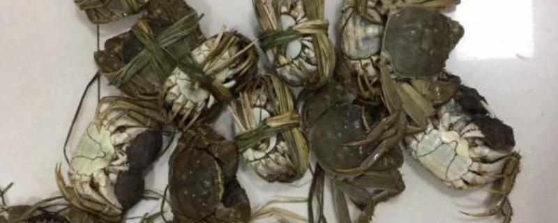 死螃蟹能不能吃，容易引起食物中毒