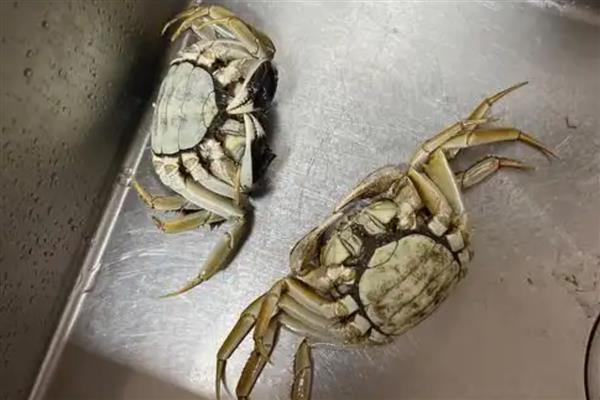死螃蟹能不能吃，容易引起食物中毒