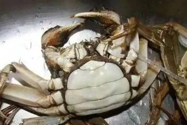 死螃蟹能不能吃，容易引起食物中毒
