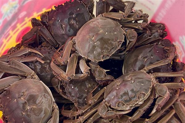 死螃蟹能不能吃，容易引起食物中毒