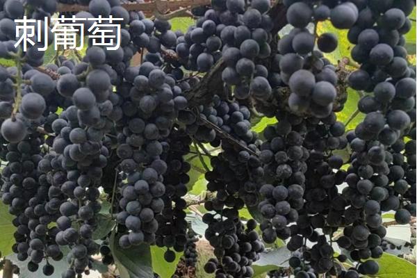 怀化市中方县的特产，湘珍珠葡萄具有独特的风味