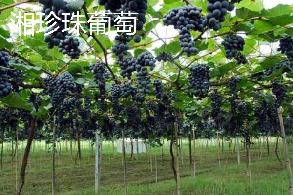 怀化市中方县的特产，湘珍珠葡萄具有独特的风味
