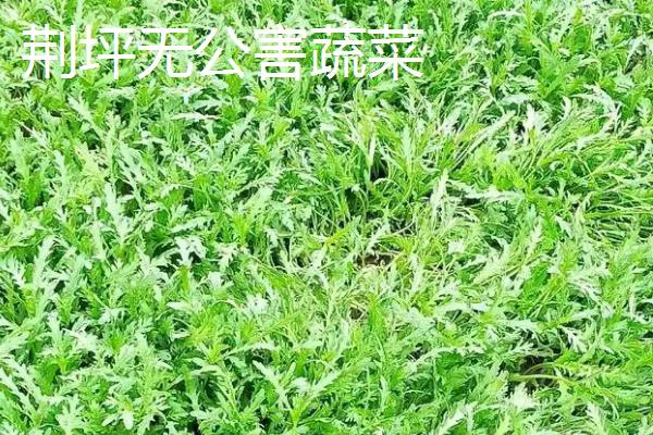 怀化市中方县的特产，湘珍珠葡萄具有独特的风味