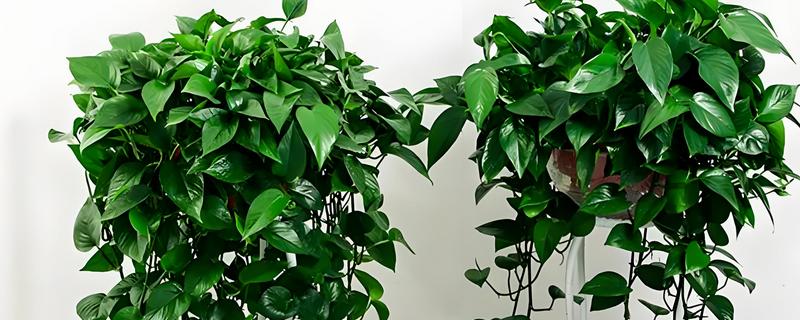 绿萝的花语，寓意坚韧善良、守望幸福等