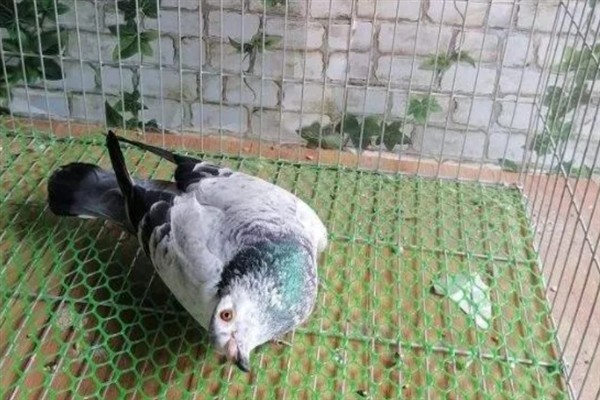 鸽子有点歪脖可以喂哪种药，饲喂抗生素、维生素A等药物具有疗效