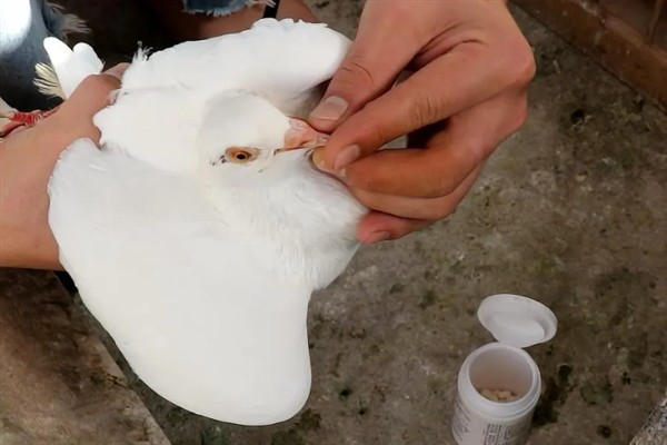 鸽子有点歪脖可以喂哪种药，饲喂抗生素、维生素A等药物具有疗效
