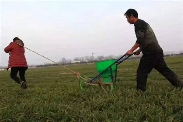 春季小麦的田间管理方法，需及时进行春灌