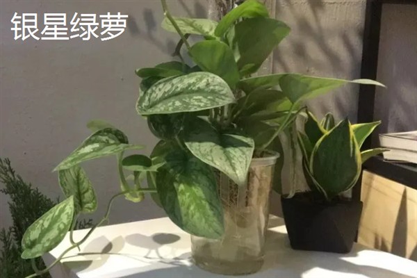 绿萝的花语，寓意坚韧善良、守望幸福等