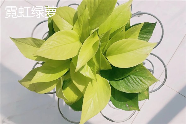 绿萝的花语，寓意坚韧善良、守望幸福等