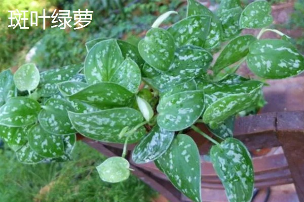 绿萝的花语，寓意坚韧善良、守望幸福等