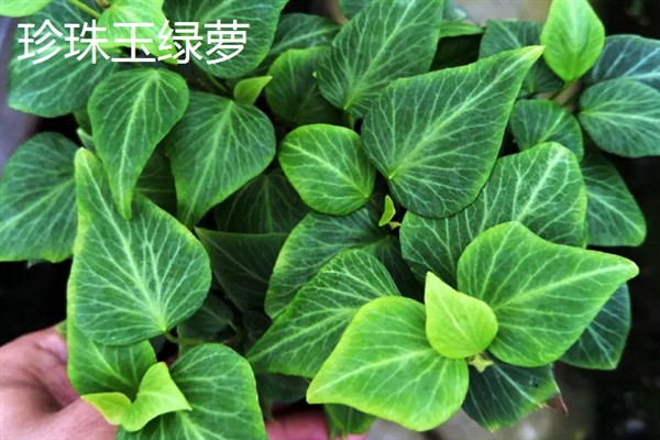 绿萝的花语，寓意坚韧善良、守望幸福等