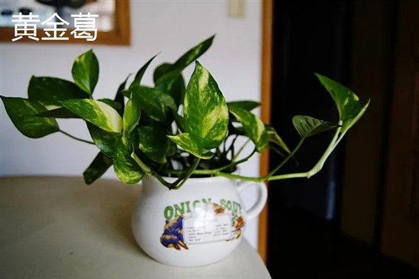 绿萝的花语，寓意坚韧善良、守望幸福等