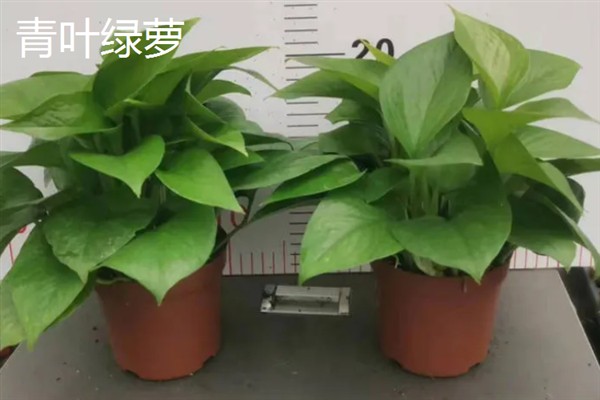 绿萝的花语，寓意坚韧善良、守望幸福等