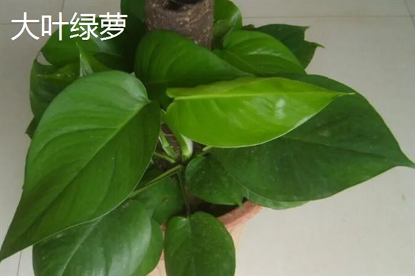 绿萝的花语，寓意坚韧善良、守望幸福等