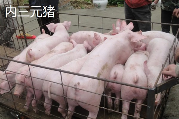 内三元猪和外三元猪的区别，品种不同