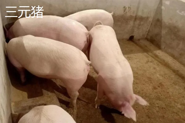 内三元猪和外三元猪的区别，品种不同