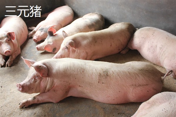 内三元猪和外三元猪的区别，品种不同